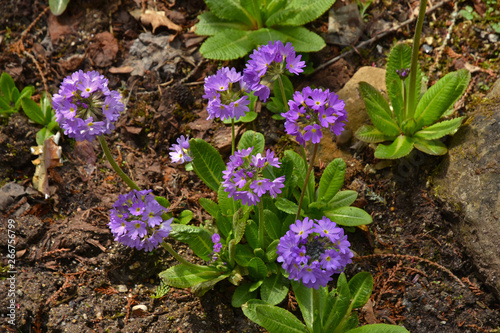 Kugel-Primel, Primula denticulata, Himalayan primrose photo