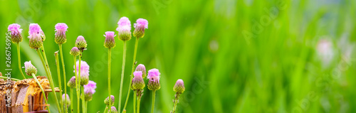 Bild auf Leinwand panoramic view of thistle on green color bokeh background