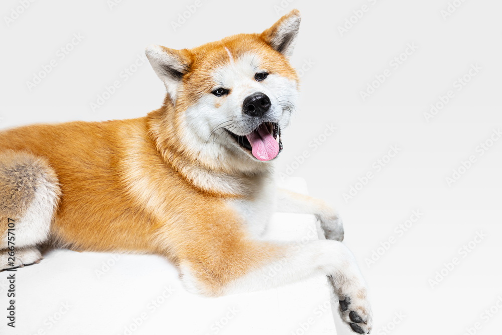 Akita-Inu young dog is posing. Cute white-braun doggy or pet is lying and looking happy isolated on white background. Studio photoshot. Negative space to insert your text or image. Akita-Inu young dog is posing. Cute white-braun doggy or pet is lying and looking happy isolated on white background. Studio photoshot. Negative space to insert your text or image.