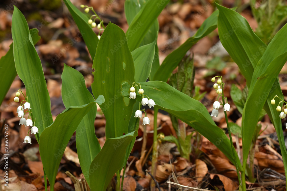 Obraz premium Maiglöckchen, Convallaria majalis, lily of the valley
