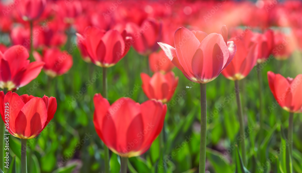 Beautiful Red Tulips. Red Tulips in a flowerbed