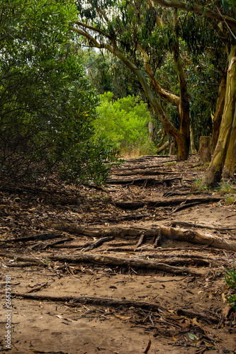 camino en el bosque  © seanba