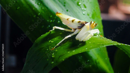 Whitefly resting on a green leaf at a rainforest photo