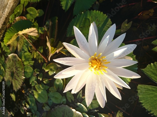 white budha lotus in pond