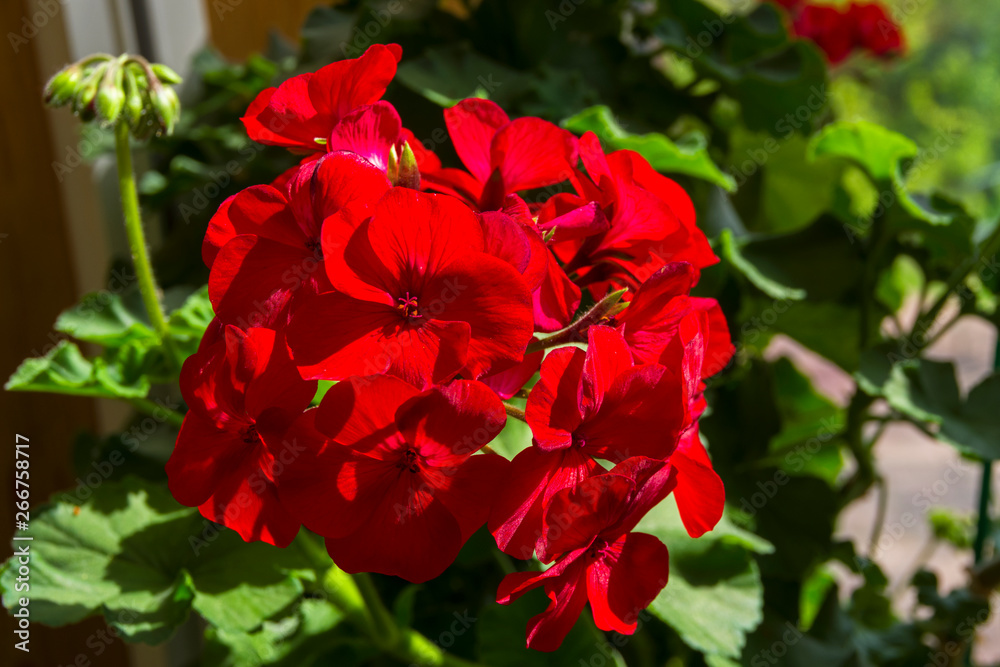 Blooming red geranium