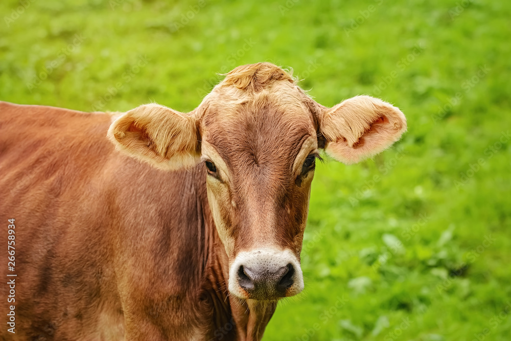Portrait of Cow