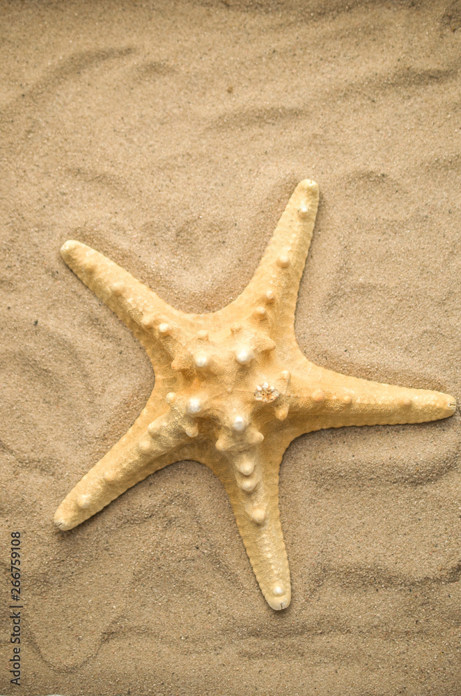 Summer holiday background with shell Summer holiday background with shell