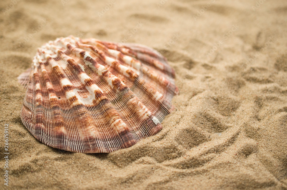 Summer holiday background with shell Summer holiday background with shell