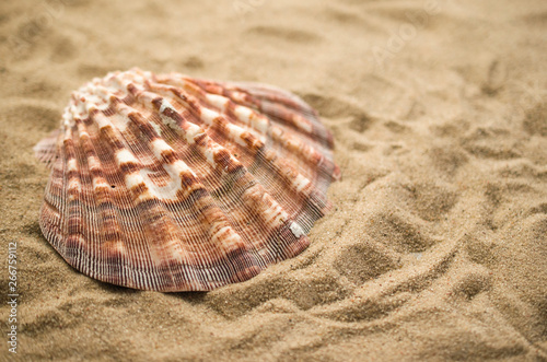 Summer holiday background with shell