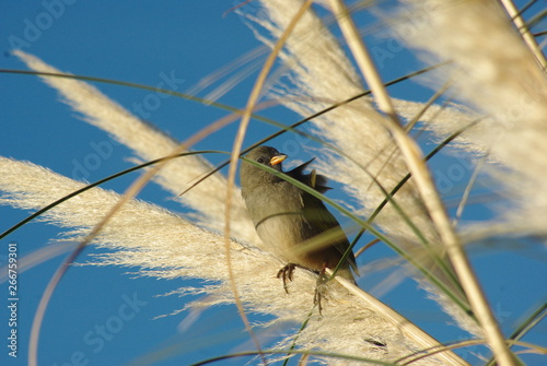 Pájaro cantor photo