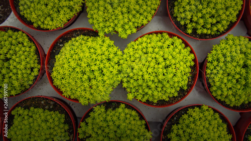 Top of the succulent plants on red pots photo