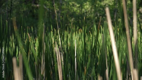 tall green grass in the wind near a pond