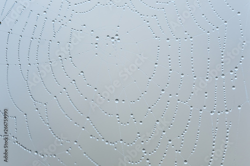 Drops of the water on a spider web