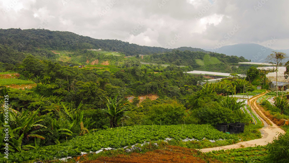 Cameron Highlands tea plantation, Malaysia Cameron Highlands tea plantation, Malaysia