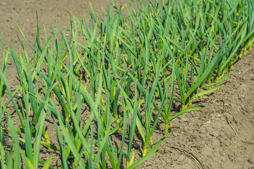 garden bed with green stalks of garlic