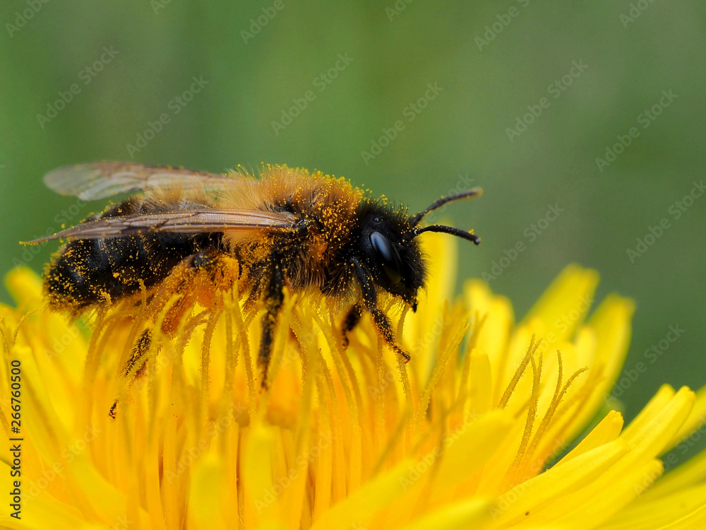 Die Wildbiene findet in Löwenzahnblüten wichtige Nahrung im Frühjahr Die Wildbiene findet in Löwenzahnblüten wichtige Nahrung im Frühjahr