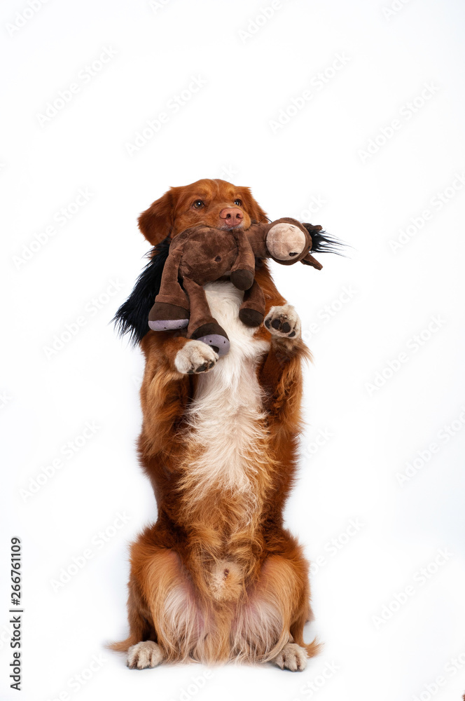isolated studio portrait of cute dog nova scotia duck tolling retriever with toy donkey at white background 