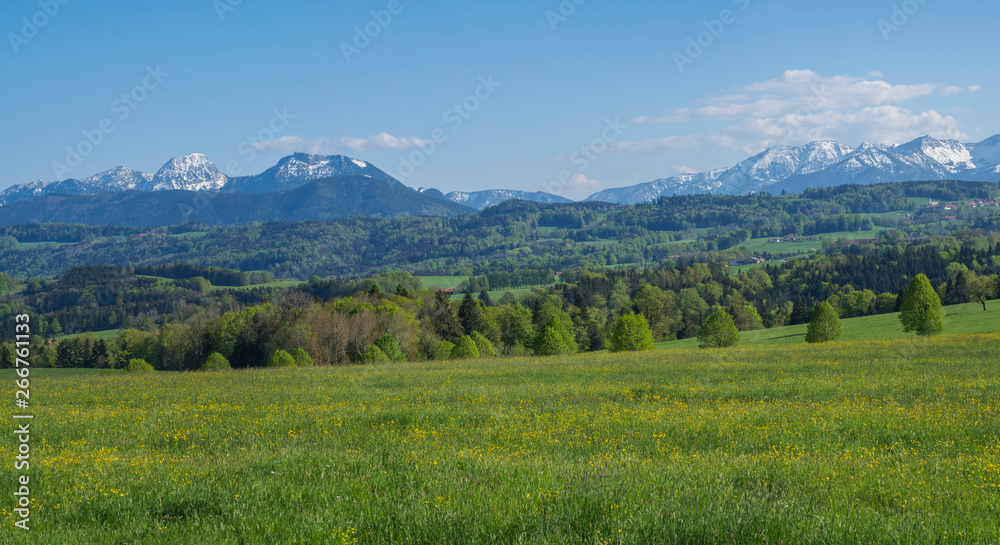 Obraz premium Beautiful panoramic spring rural mountain landscape in the Bavarian Alps with blooming meadow and snow covered mountain peaks, Alpen massif in the background. Bavaria, Germany