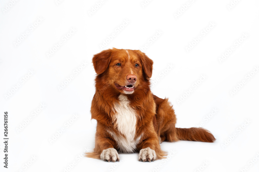 studio portrait of red dog nova scotia duck tolling retriever at white background studio portrait of red dog nova scotia duck tolling retriever at white background