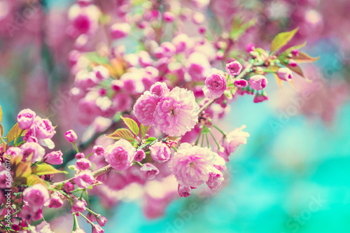 Vintage blossoming orchard. Flowering sakura branches © vvvita
