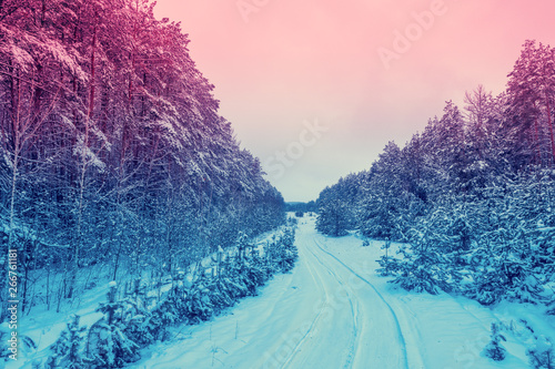 Road in the pine forest. Winter nature. Snowy forest. Pine branches covered with snow. Christmas background. Gradient color © vvvita