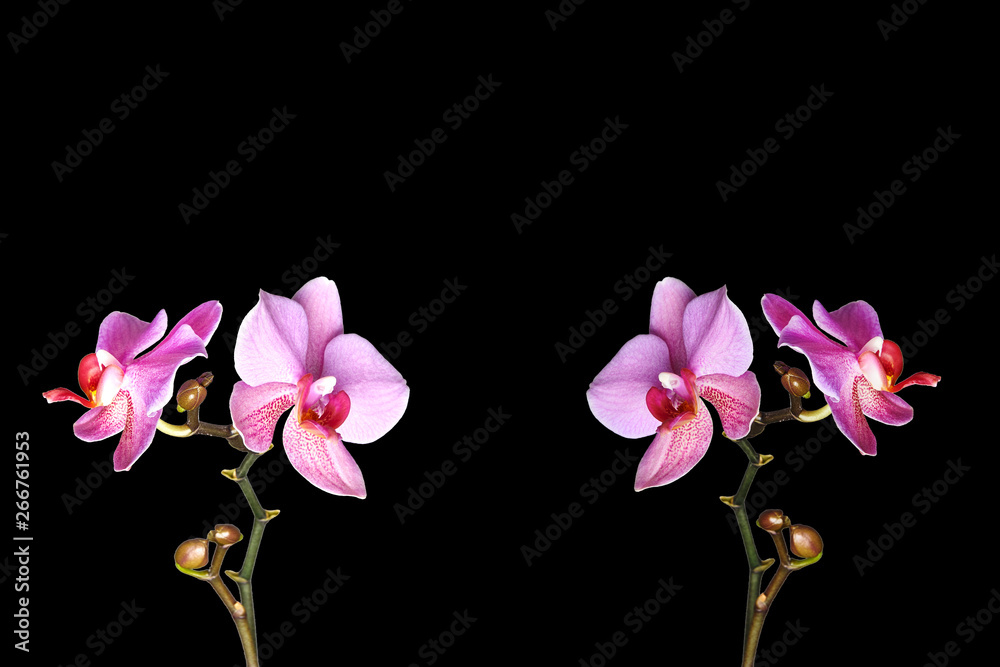 Orchidee Orchidee