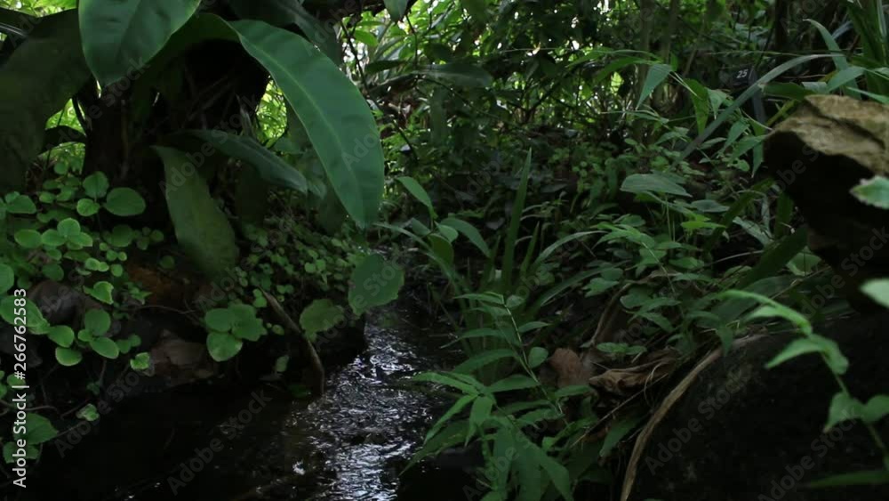 Water slowly running down a tropical stream Water slowly running down a tropical stream