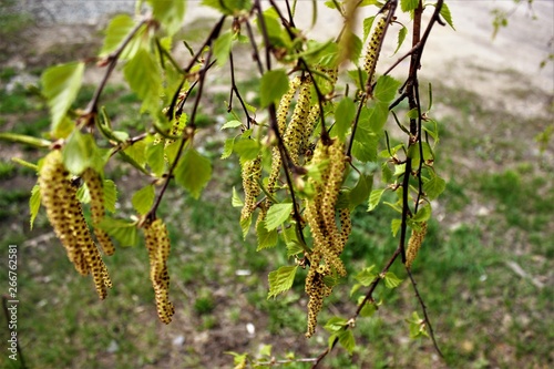  Young birches in early spring begin to release the leaves. Beautiful birch catkins dangle from delicate branches. Not a big birch grove of young trees.