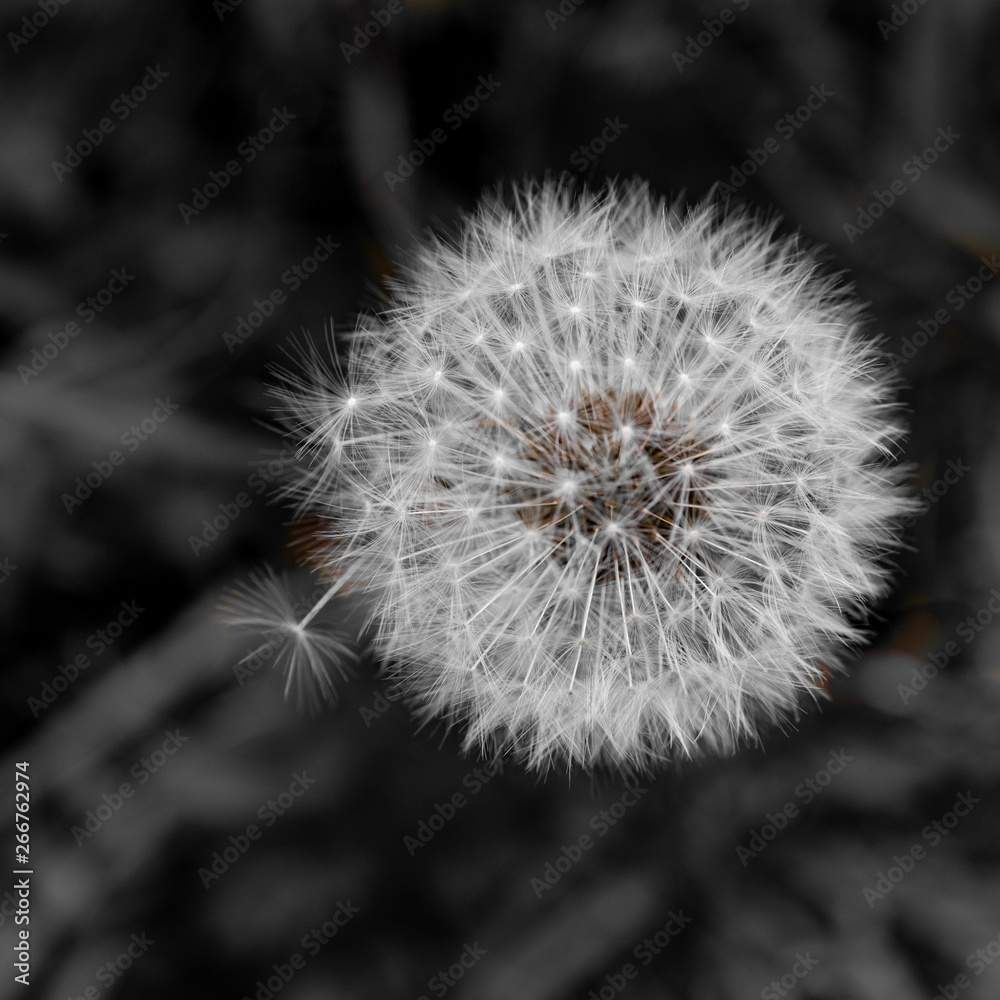 Obraz premium Breaking Free