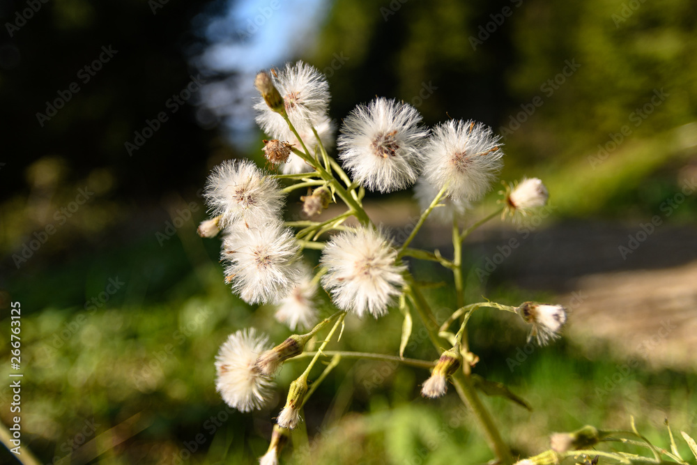 Macro of illuminated Thistledown in the woods Macro of illuminated Thistledown in the woods