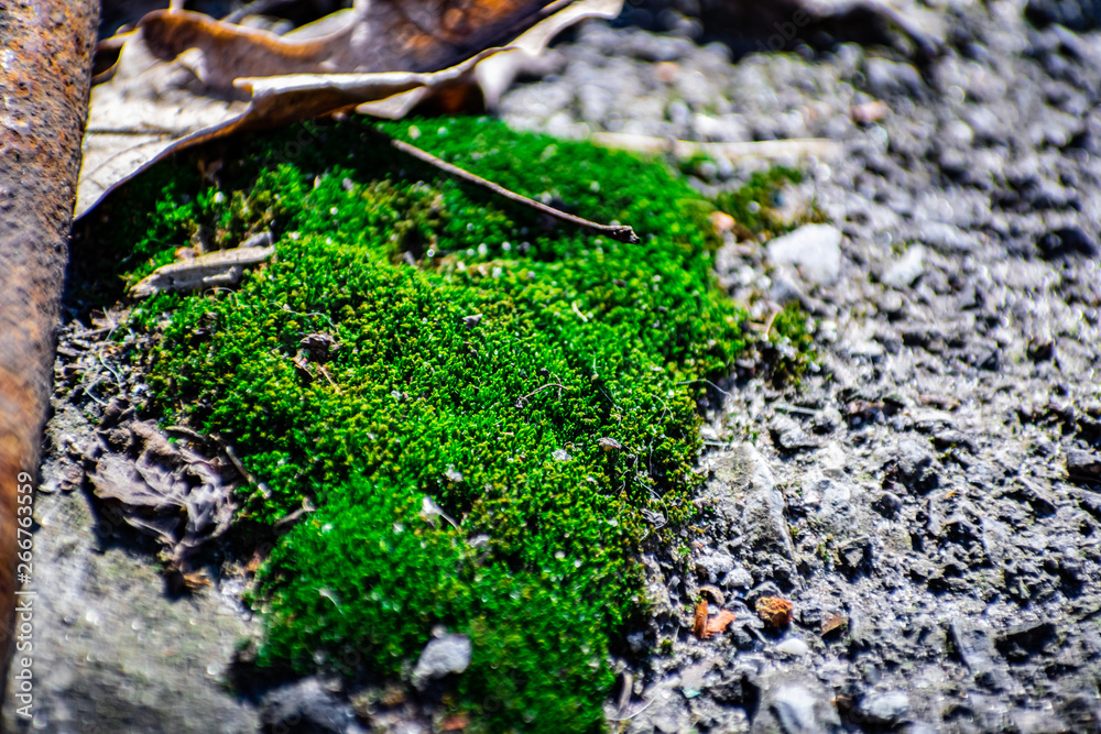 Usually small yellow and green moss growing in early spring from moisture, on a wet asphalt or concrete. Usually small yellow and green moss growing in early spring from moisture, on a wet asphalt or concrete.