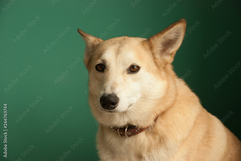 Layka husky dog. Detailed portrait on a blue background