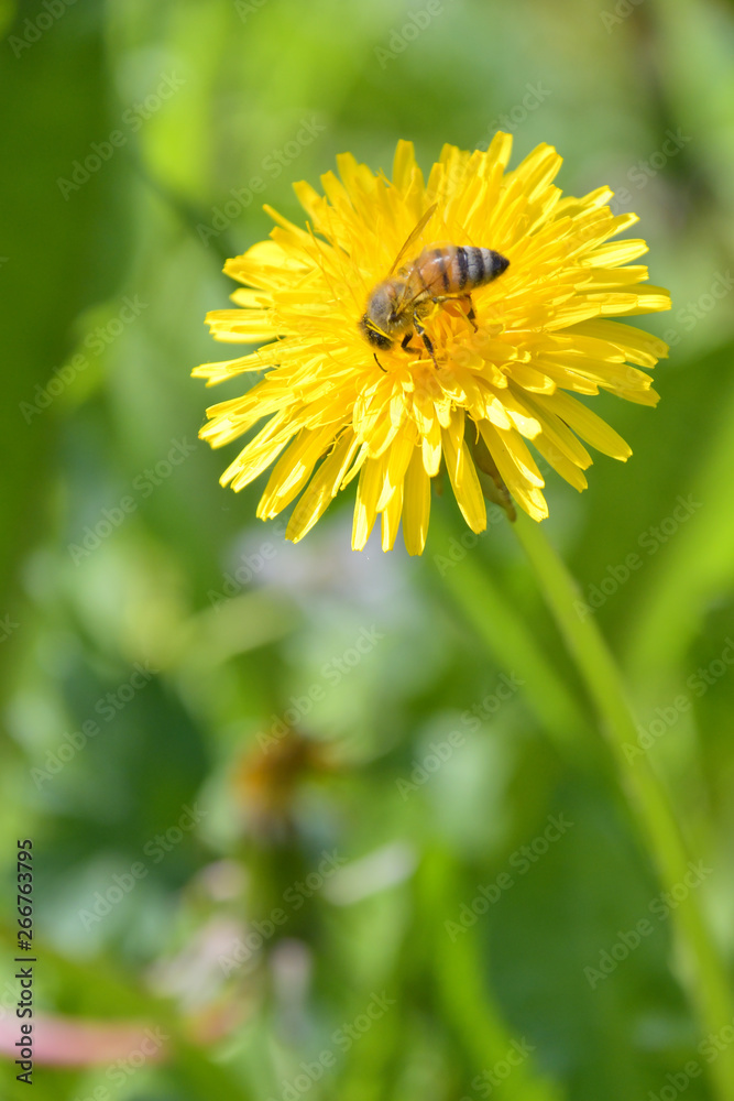 Foto Stock L'ape alla ricerca di polline sul fiore giallo del tarassaco |  Adobe Stock