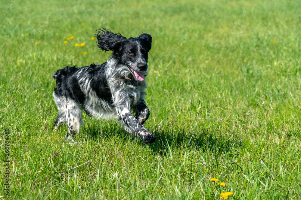 Russian hunting Spaniel running, frolicking on the green grass