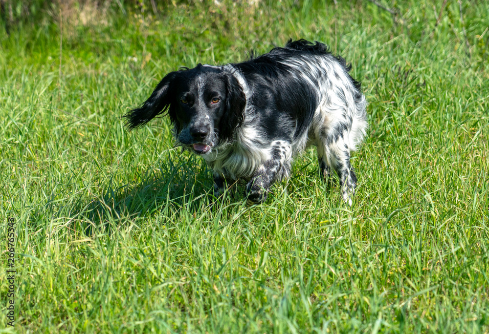 Russian Spaniel on the hunt, stood in a rack sensing game