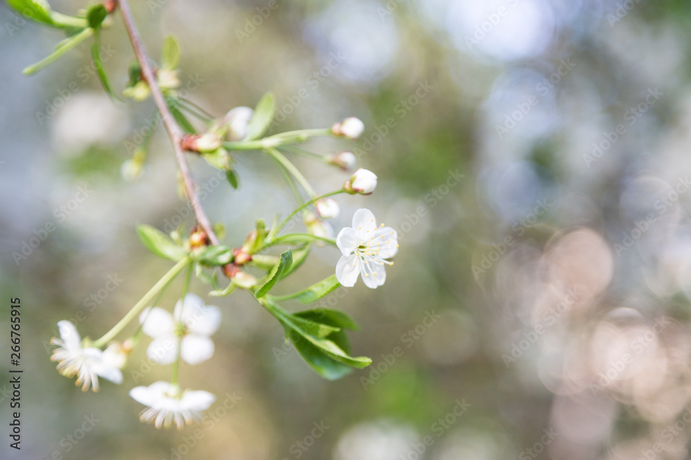 Cherry blossom in spring for background Cherry blossom in spring for background
