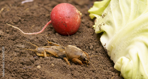 Brown Gryllotalpidae on the ground, is going to eat radish and cabbage leaf. Dangerous pest for the roots of cultivated plants. Also serves as bait for fish