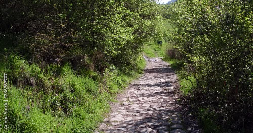 footpath in forest footpath in forest