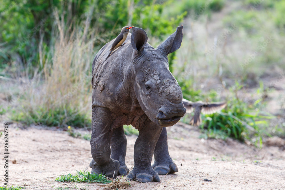 Naklejka premium Baby white rhinoceroswalking with red-billed oxpecker in Sabi Sands Game Reserve in the Greater Kruger Region in South Africa