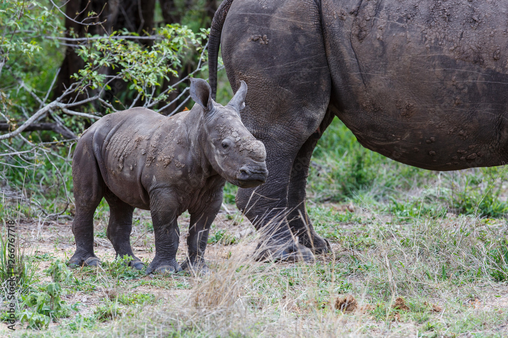 Fototapeta premium Baby and mother white rhinoceros in Sabi Sands Game Reserve in the Greater Kruger Region in South Africa
