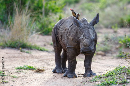 Baby white rhinoceroswalking with red-billed oxpecker in Sabi Sands Game Reserve in the Greater Kruger Region in South Africa