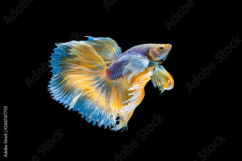 The moving moment beautiful of yellow siamese betta fish or half moon betta splendens fighting fish in thailand on black background. Thailand called Pla-kad or dumbo big ear. photo