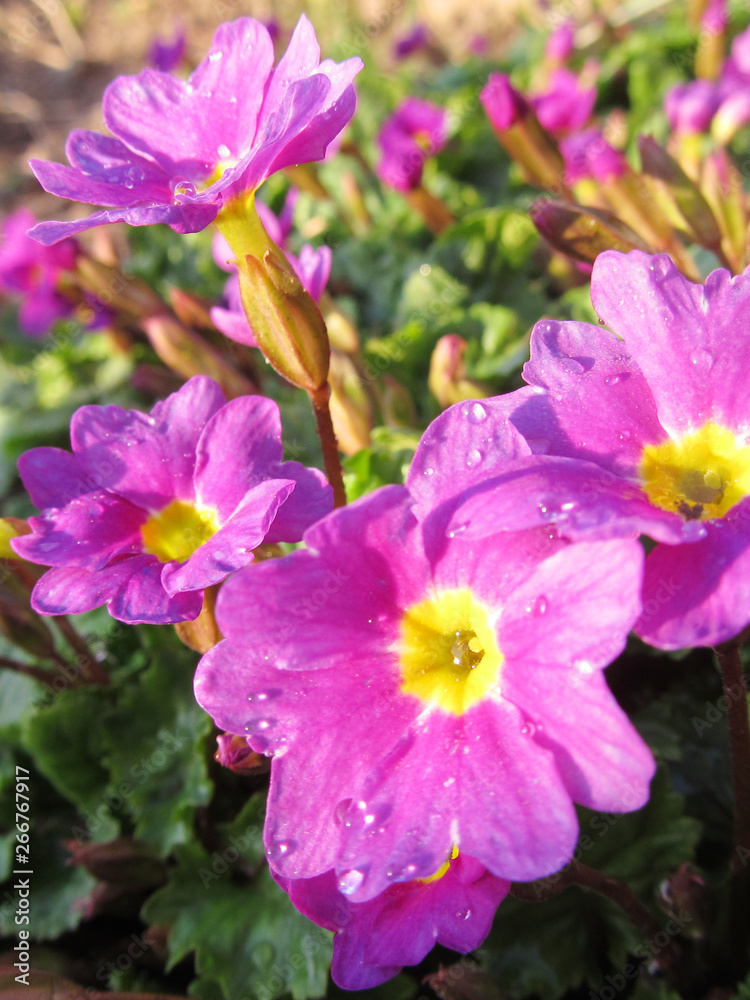 Purple flowers in the garden, floral background Purple flowers in the garden, floral background