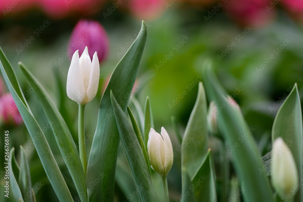 Naklejka premium White tulip and green leaves in the field