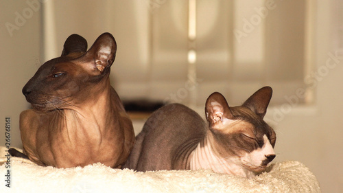 Fotografie Basilli und Samina