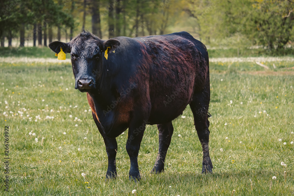 Nice big cow standing on spring meadow, Czech republic Nice big cow standing on spring meadow, Czech republic