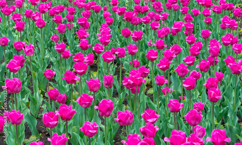 spring, Tulip flowers in the design of city parks of different colors and in different combinations close-up