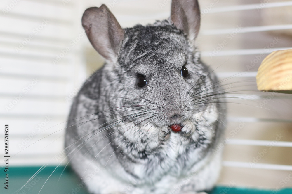 Obraz premium Chinchilla comiendo arandano