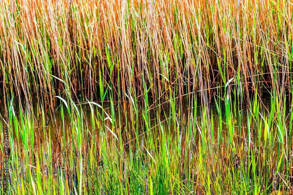 New reeds in Springtime in the Combe Haven Countryside Park, Bexhill, East Sussex, England New reeds in Springtime in the Combe Haven Countryside Park, Bexhill, East Sussex, England