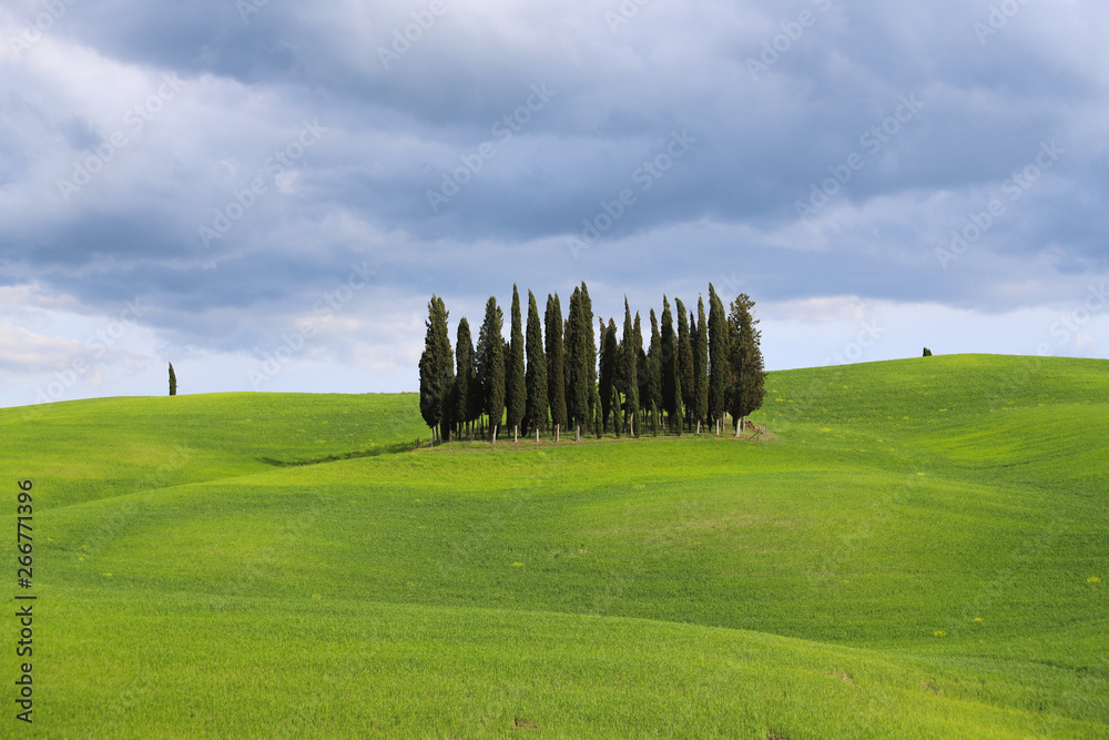 Circular cypresses of the Val d'Orcia, Tuscany. Val d'Orcia landscape in spring. Cypresses, hills and green meadows near San Quirico d'Orcia, Siena, Tuscany, Italy